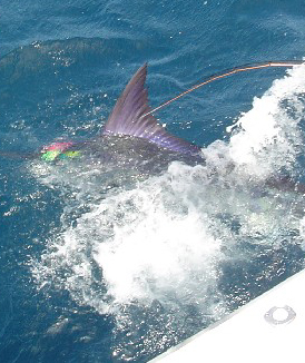 Giant Striped Marlin om Fly