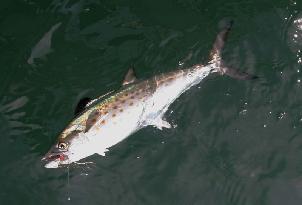 Beaufort Inlet Soanish Mackerel