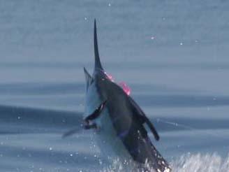 Big Blue Marlin, on fly, Intensity, January 17, 2011, Jake Jordan Angler