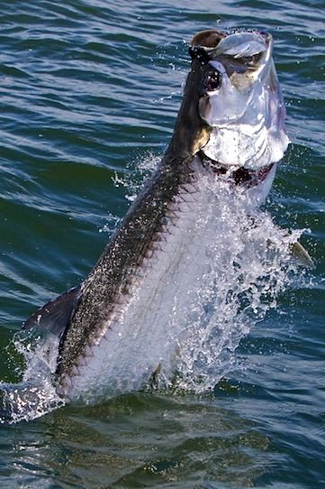 Last Tarpon of 2008 Season