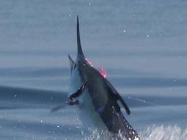 John Killian's 250 Blue Marlin on fly March 15 2014 Makaira with captain Jason Brice