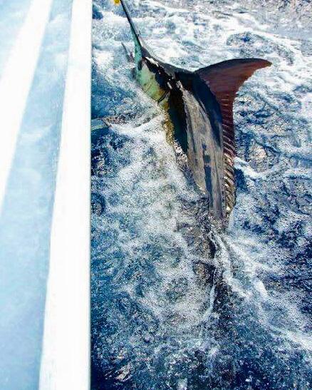 Diane's Blue Marlin on Fly