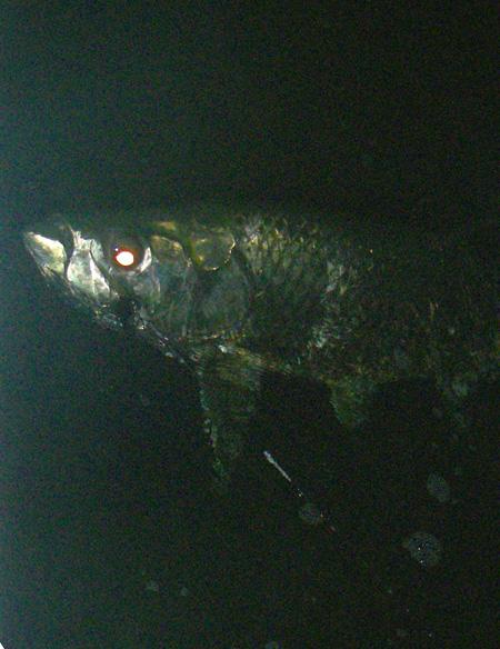 Paul Mc Garvie Tarpon on Fly, POON BUG, May 1, 2014, Florida Keys