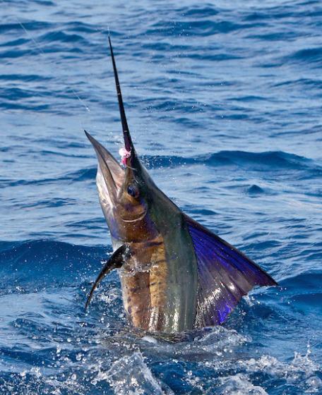 Sailfish School, Casa Vieja Lodge Guatemala Captain Jake Jordan