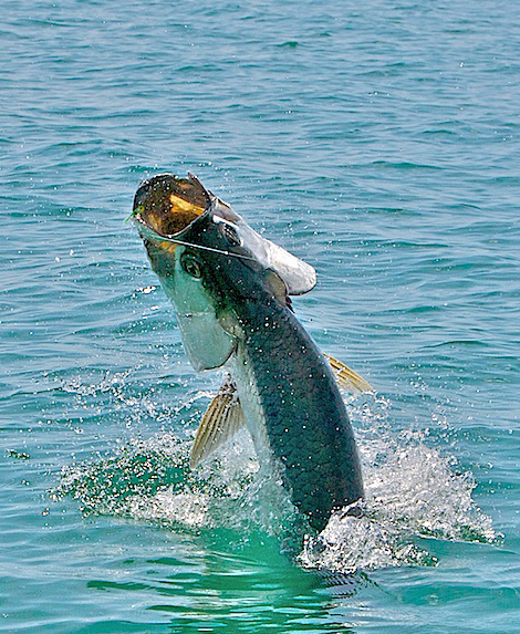 Florida Keys Tarpon on Fly, Jake Jordan Photo