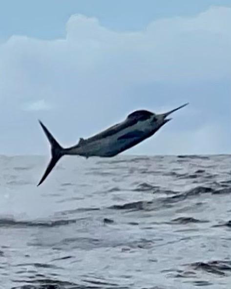Marlin on fly June 15 2022