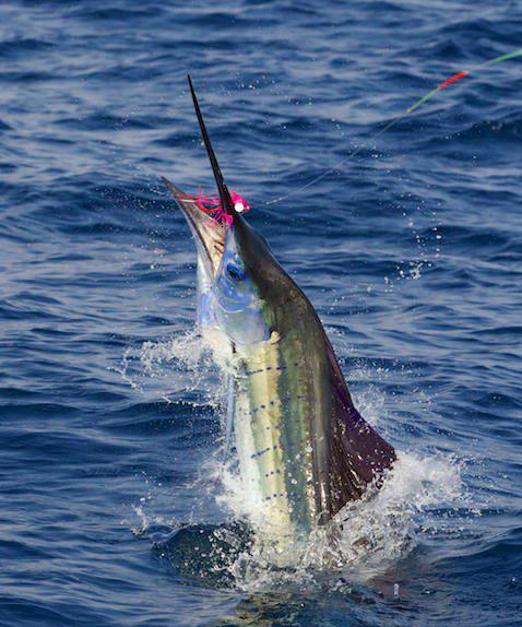 Elsie's Sailfish on fly, to complete "Grand Slam", The Blue Marlin fly fishing School, vessel Dragin Fly, Los Suenos Costa Rica, Jake Jordan Photo