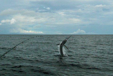 Jumping Galapagos Striped Marlin on fly April 2010