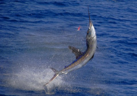 Jumping Sailfish School Guatamalan Sailfish