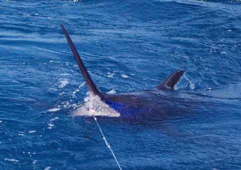 Blue Marlin on Fly By Jake Jordan