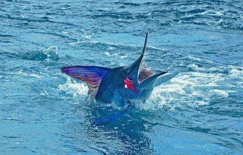 Marlin on Fly, aboard Dragin Fly, Los Suenos Costa Rica, Jake Jordan angler "The Marlin School"