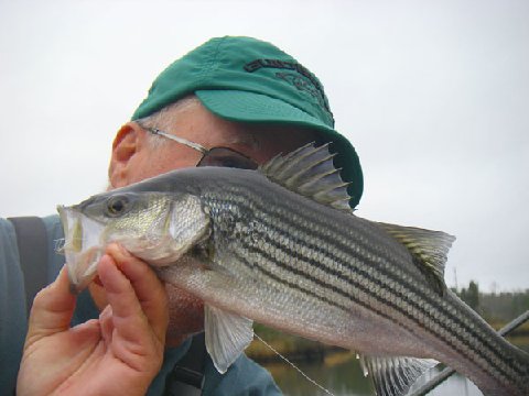 Bandito Buddy Striper