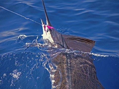 Sailfish School, Casa Vieja Lodge, Guatemala, Sailfish on Fly nice release