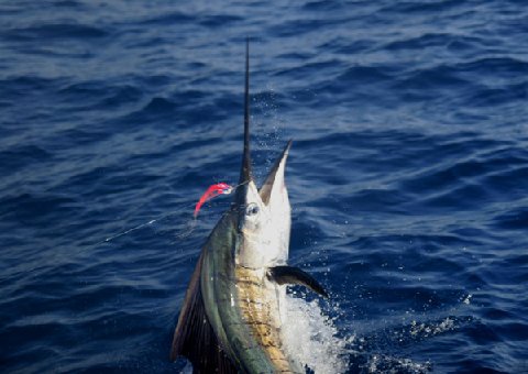 The Sailfish School, Casavieja Lodge, Guatemala