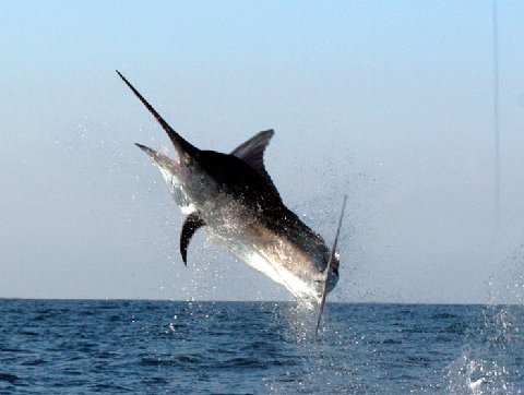 Deep Sea Game Fishes Images 480_A_Guatemalan_Black_Marlin,_Jim_Turner,_Dec_10,_2007