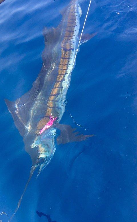 Wanda's Awesome Sailfish on Fly, Jake Jordan Photo