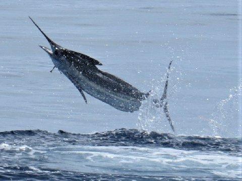 Wanda Hair Taylor's 280 pound Blue Marlin on Fly, Jake Jordan's "Costa Rica Blue Marlin Fly Fishing School" August 3 2017, Vessel Dragin Fly