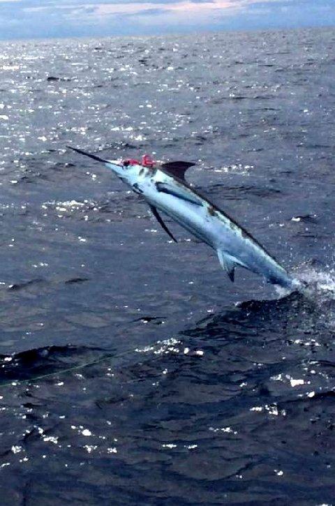 Roy Chronacher, jumping Blue Marlin, on Fly, caught 2 in one day, on 20 pound class tippet, Vessel "Dragin Fly" The Blue MArlin fly fishing School, Los Suenos CR