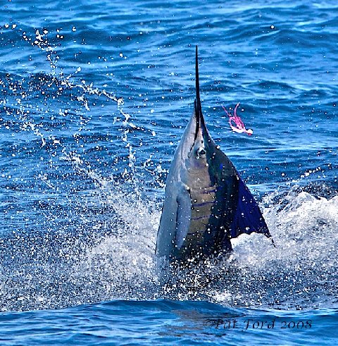 Sailfish on Fly, Sailfish School