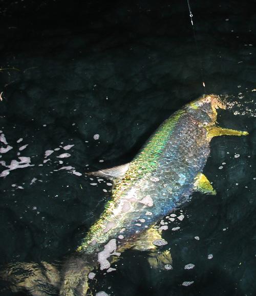 Bob, Dick, Justin, Christian, Pill, Released a bunch of Tarpon on Fly, April 29, 30, May 1, 2, 2018, vessel Fly Reel, Captain Jake Jordan