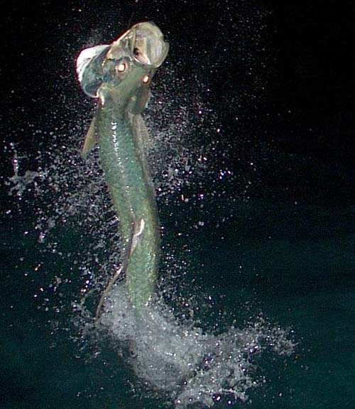 Jumping Tarpon at night