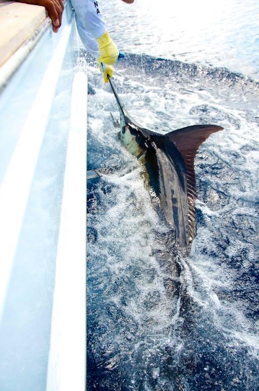 Mikko releasing his first ever Blue Marlin on Fly, vessel "Dragin Fly", Los Suenos Costa Rica