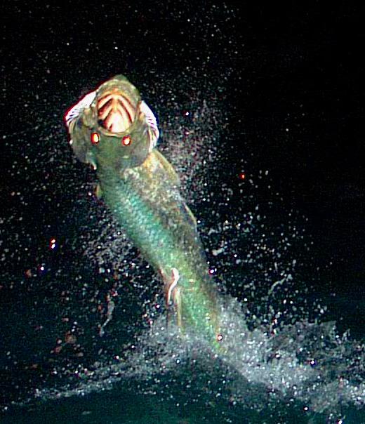 Florida Keys Night Time Tarpon on Fly 2011