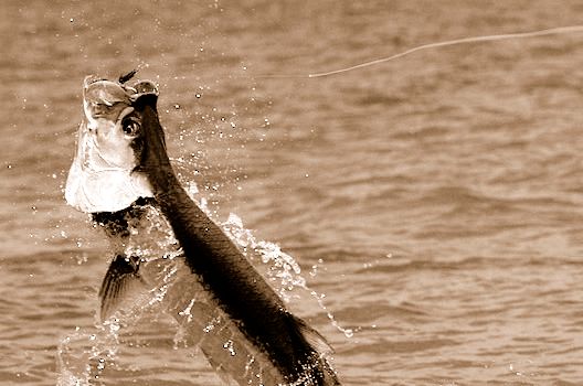 Another greatKeys Tarpon on Fly