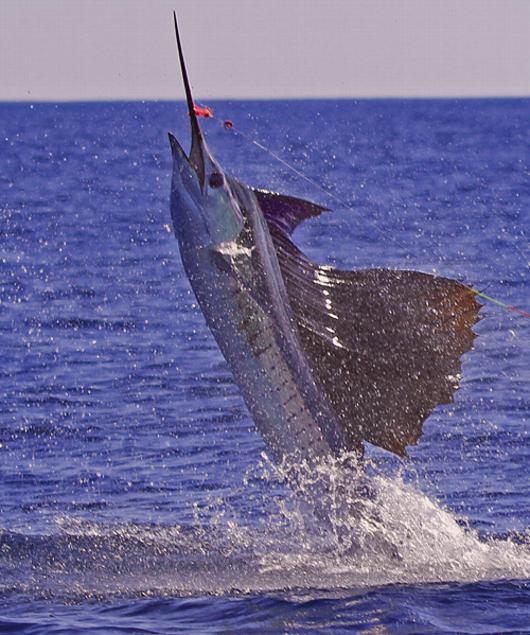 Sailfish on Fly, Jake Jordan's Sailfish School, Casa Vieja Lodge, Guatemala, January 6, 2012, Intensity, Captain Mike Sheeder, Brian Buckler Angler