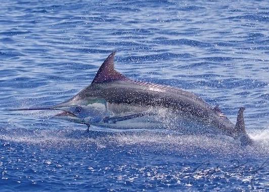 Blue Marlin On Fly