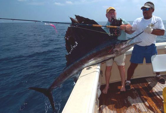 #1100 Billfish on Fly (Captain Jake Jordan) 