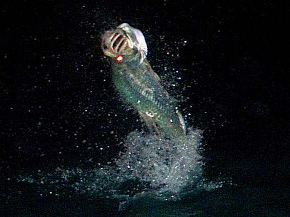 Florida Keys Night Tarpon on Fly, Captain Jake Jordan