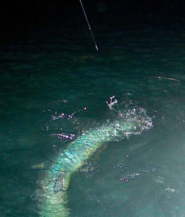 125 pound Tarpon on Fly, Jake Jordan photo, Florida Keys 2014