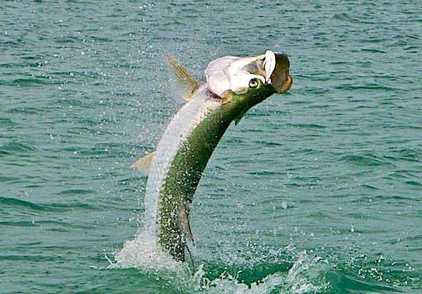 Florida Keys Tarpon on Fly (Captain Jake Jordan)