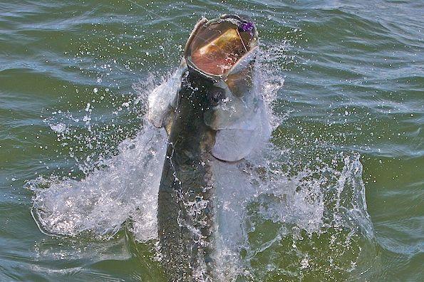 Tarpon on Fly, Florida Keys, Captain Jake Jordan