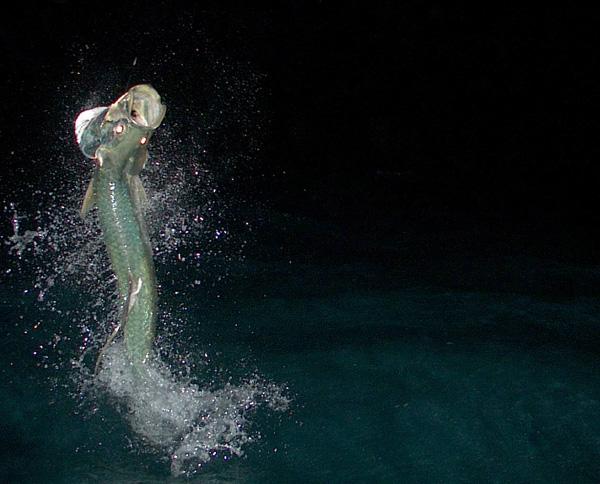 Night Jumping Tarpon April 2009