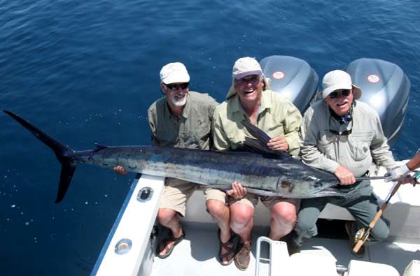 Galapagos Striped Marlin ON Fly, Jake Jordan's Marlin School, Striped Marlin on Fly