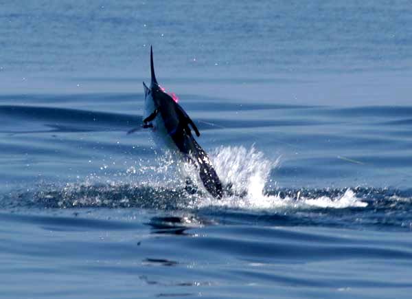 Hugh Chatham Fly Caugh Striped Marlin Jumping