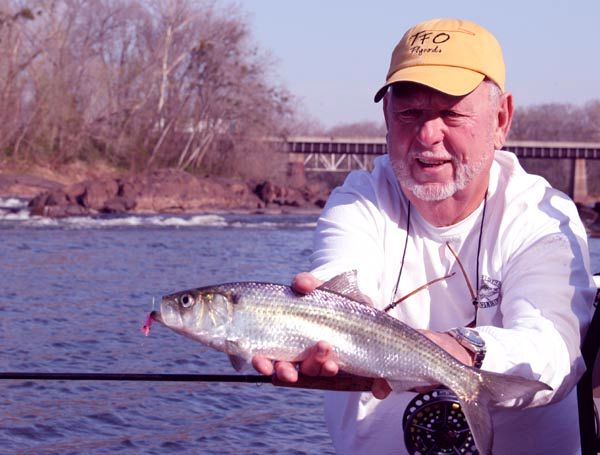 Hickory Shad on fly