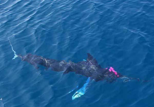 Galapagos Striped Marlin on Fly, Captain Jake Jordan Photo, Captain Braden Escobar, Vessel Big Fish