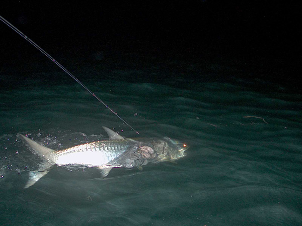 Florida Keys Tarpon on Fly April 2009