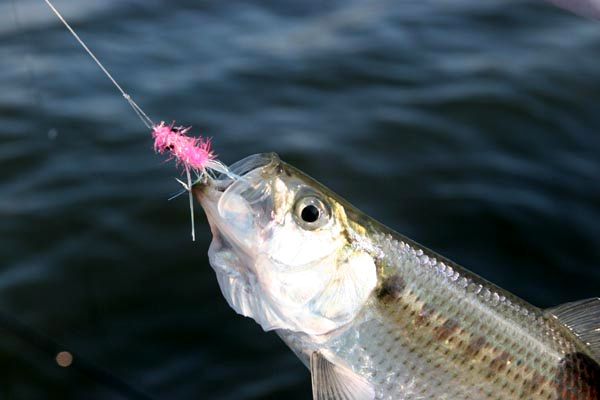 Hickory Shad on Fly