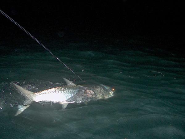 Night Tarpon on Fly April 2010, Bob Gram angler