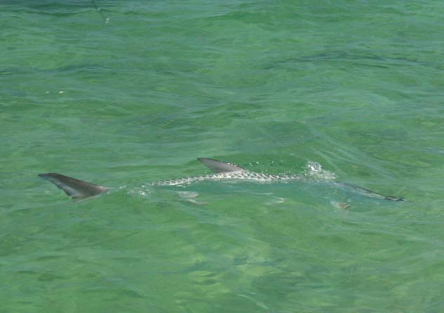 Tarpon on fly