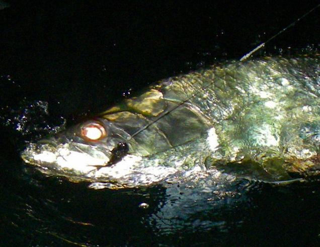 Night Tarpon on fly