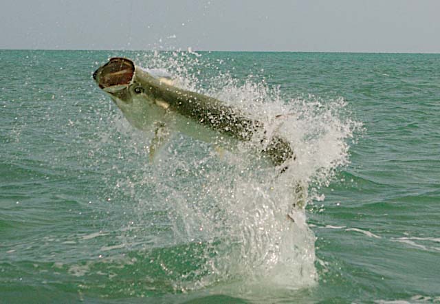 Tarpon on Fly (Captain Jake Jordan) Marathon, Florida Keys