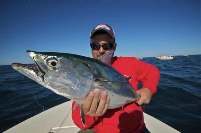 Fat Albie caught on fly by Brian Carson