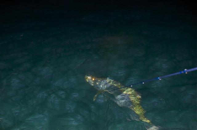 Sarah Gardner, Keys Tarpon on Fly, Captain Hake Jordan