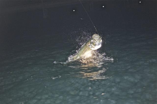 Jumping Large Tarpon on fly, May 2012, Vessel Fly Reel. Tarpon World, Florida Keys