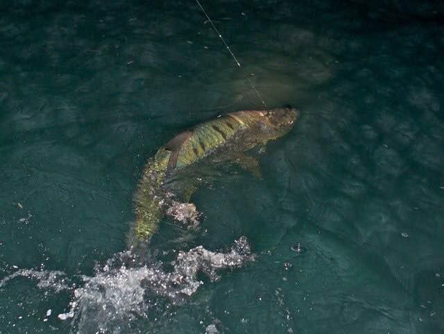 Caryl Donatucci, Tarpon on fly aboard "Fly Reel", Tarpon World, Florida Keys.